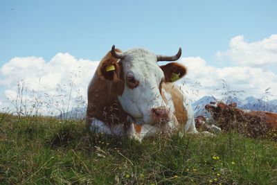Low angle view of cow relaxing on grassy field against sky