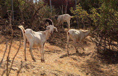 Sheep in farm