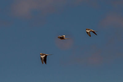 Low angle view of birds flying in sky