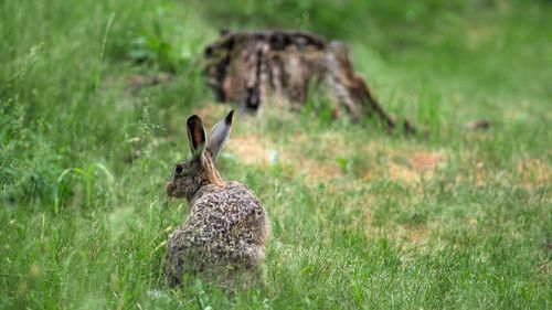 View of hare on field