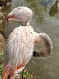 Close-up of flamingo in lake