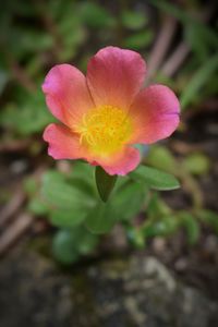 Close-up of flower blooming outdoors