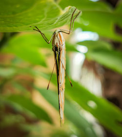 Close-up of insect