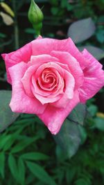 Close-up of pink rose