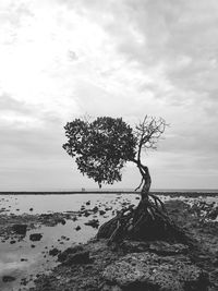 Tree by sea against sky