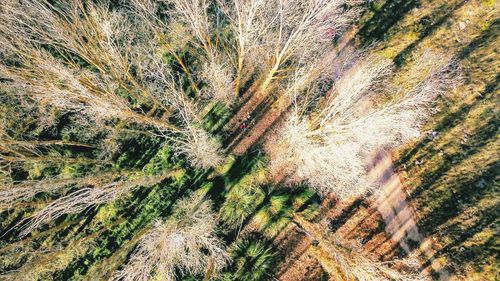 High angle view of plants on land