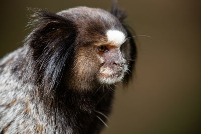 The black-tufted marmoset or star marmoset, t, marmoset, is a species of monkey from the new world.