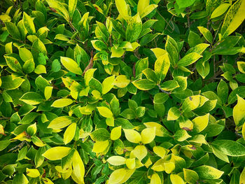 Full frame shot of plants growing on field