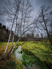 Scenic view of stream in forest against sky