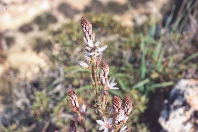 Close-up of wilted flower