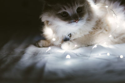 Close-up portrait of cat