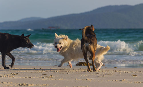 A white dog and a brown dog playing at the beach