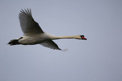 Low angle view of swan flying