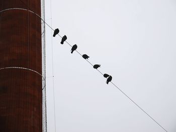 Low angle view of birds flying against clear sky