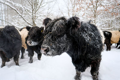Cow standing on snow covered field