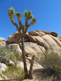 Low angle view of tree against clear blue sky