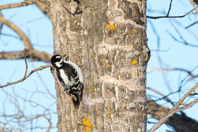 Bird perching on tree trunk