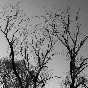 Low angle view of silhouette bare tree against clear sky