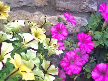 Close-up of pink flowers