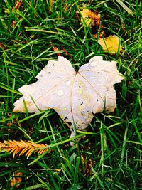 High angle view of dry leaf on grassy field