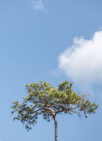 Low angle view of tree against sky