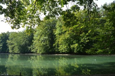 Scenic view of lake by trees in forest