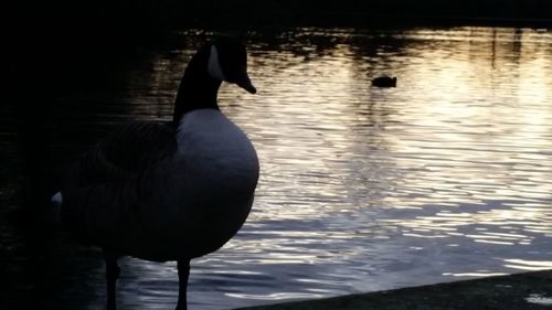Birds in water