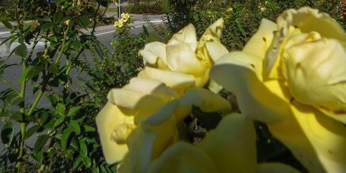 Close-up of yellow flowers on plant