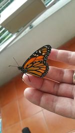 Close-up of butterfly perching on hand