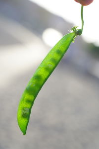 Close-up of green chili pepper plant