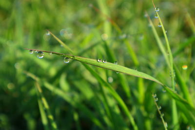 The dew on the grass in the morning after a rainy night