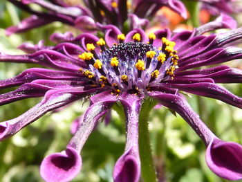 Close-up of purple flowers