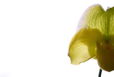 Close-up of yellow flowers