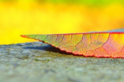 Close-up of insect on leaf