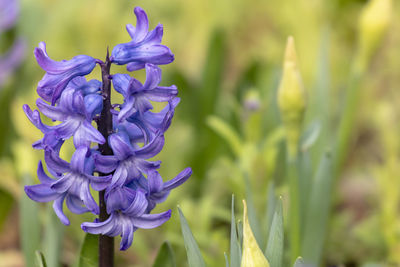 Close-up of purple flowering plant