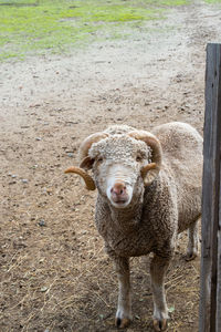 Merino sheep with horns looking at camera. rascafria, spain