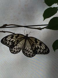 Close-up of butterfly on leaf