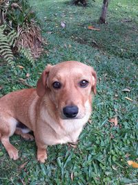 Portrait of dog on field