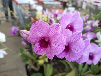 Close-up of pink flowering plant