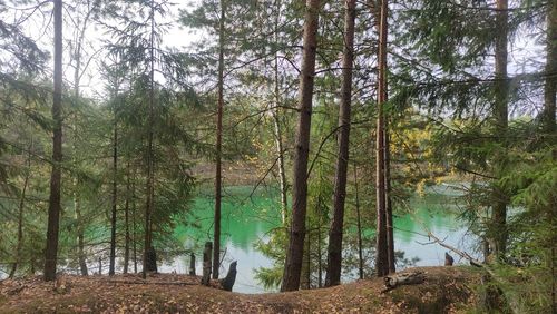 Scenic view of forest