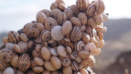 Madeira land snails clustered together on cactus plants to avoid sun heat textured nature background