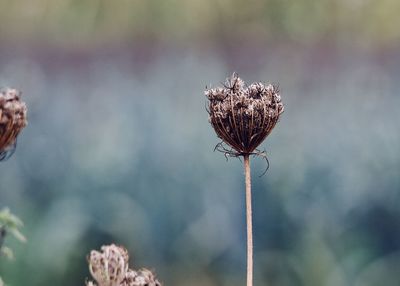 Close-up of wilted plant against sky