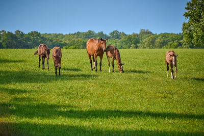 Horses grazing on field against clear sky