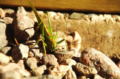 Close-up of insect on rock