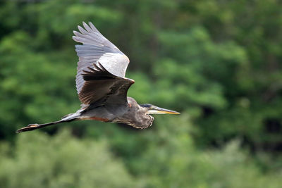 Close-up of bird flying against trees