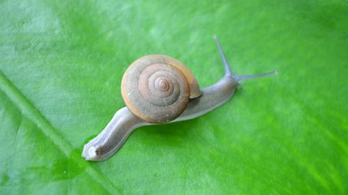 Close-up high angle view of snail