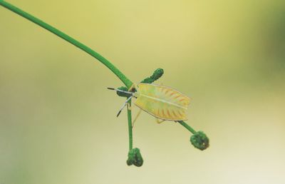 Close-up of damselfly on leaf