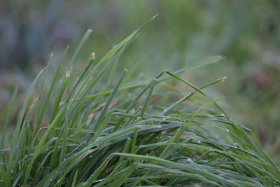 Close-up of fresh green grass