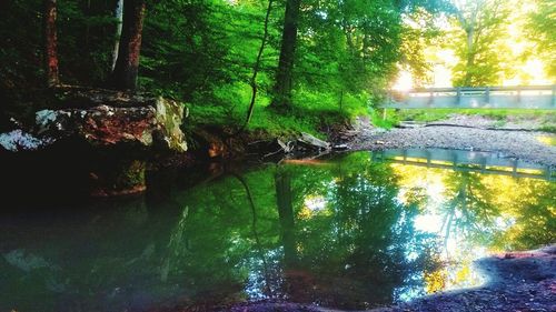 Scenic view of waterfall in forest