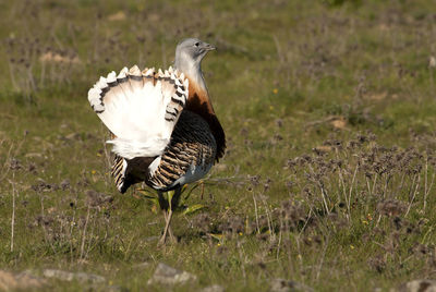 View of duck on field